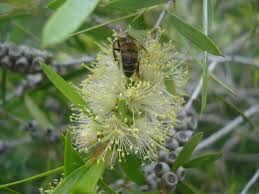 Get Eco Adelaide S Sustainable Landscape Designer Home Facebook