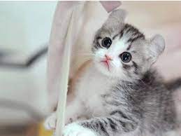 Rina mar 22 2020 3 min read. Kucing Lokal Domestik Kampung Asian 1024x768 Wallpaper Teahub Io