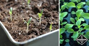 Is it okay not to water my plants everyday? How To Water Seeds And Seedlings Gardening Channel