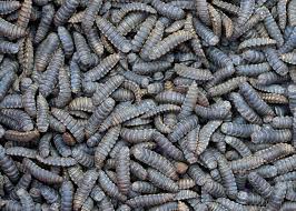 Mealworms Vs Black Soldier Fly Larva