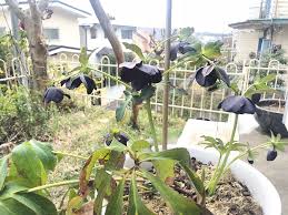 植物が枯れる原因のひとつ 葉焼け とは Lovegreen ラブグリーン