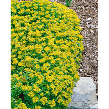 We did not find results for: Sedum Kamtschaticum Var Ellacombianum Pflanzen Fur Dich De 4 00