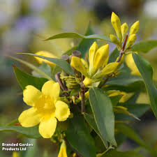 Image result for Gelsemium