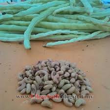Tanaman kacang panjang membutuhkan penyangga. Benih Kacang Panjang Renek Cikgu Suffi Cs