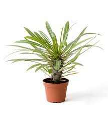 Image result for Pachycarpus eximius