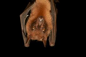 Image result for Lotononis angolensis