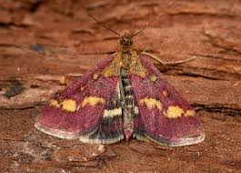 Image result for Pyrausta ostrinalis