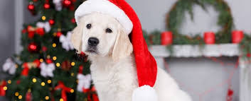 Free for commercial use no attribution required high quality images. Here S Everything You Need To Consider Before Buying A Puppy For Christmas