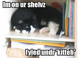 Image result for lolcats