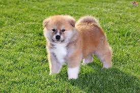 akita inu most beautiful dog breeds akita dog beautiful dog breeds