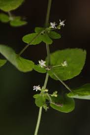 Image result for Mesosphaerum