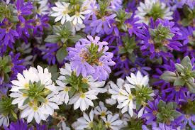 Vinca serves well in the borders of other flowering plants and in containers. New And Newly Discovered Deer Resistant Annuals Le Jardinet