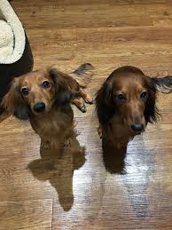 Red Miniature Long Haired Dachshunds Dachshund Dog Dachshund Love Long Haired Miniature Dachshund
