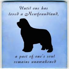 Newfoundland Dog Art Tile By Sharon Nummer Adsbygoogle Window Adsbygoogle Push Newfoundland Dog Newfoundland Newfoundland Puppies