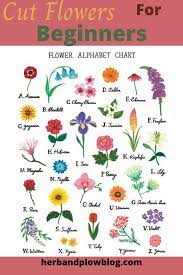 Pin On Cut Flowers For Beginners