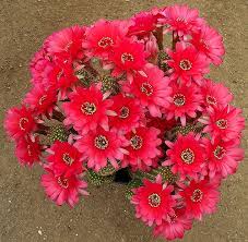 Many of us have to bring cacti indoors for winter to protect them from the cold. Echinopsis Rose Quartz Cactus Flower Blooming Cactus Cactus