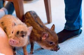 If that is the question you are asking, you are probably on the right video. Animal Cafes Com