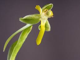 Image result for Habenaria arenaria