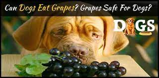 Can Dogs Eat Grapes Are Grapes Safe For Dogs Dogsfud Dogs Dogshealth Dogsfood Dogsbreed Can Dogs Eat Can Dogs Eat Grapes Dog Eating
