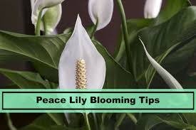 You followed the above six tips to the best of your ability, yet still, your peace lily shows no signs of blooming. Tips On How To Get A Peace Lily To Bloom Plants Spark Joy