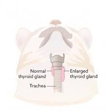 Four dogs died of metastatic disease and four from progression of disease. Thyroid Tumors Vca Animal Hospital