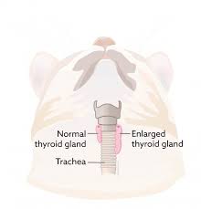 For instance, dogs with low thyroid might be more prone to developing thyroid cancer, dr. Thyroid Tumors Vca Animal Hospital