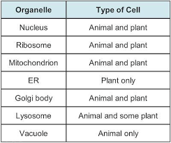 Nuclear transfer involves the replacement of the nucleus of an ovule by that of a somatic cell, which had previously been engineered genetically. What Are The Errors In The Table Check All That Apply En Ya Guru