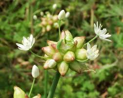 The presence of a fibrous coat on the central bulb, the offset bulblets at the base of the plant and the areal bulblets readily onion maggot attacks plants in the family alliaceae (amaryllidaceae). Wild Onions And A Bunch Of Mistakes Buffalo Bayou Partnershipbuffalo Bayou Partnership