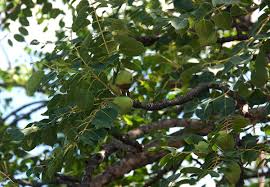Image result for Sclerocarya