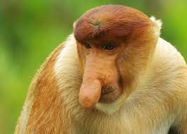 Big Nose By Monarchzman On Deviantart Proboscis Monkey Big Noses Funny Animals