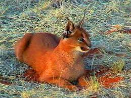 this cat is known as a caracal and it just might be the cutest animal you ve ever seen wild cats caracal caracal cat