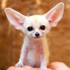 Schattige dieren hier zijn enkele schattige dieren die zal brighten your day stralend! 17 Ongelofelijk Schattige Dieren Die De Wereld Gaan Overnemen