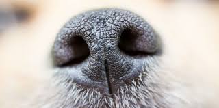 Manche tierärzte entfernen auch den hodensack. Hund Kastrieren Wie Viel Kostet Das Alle Infos Herold At