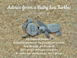 Pin By Justine Saxton On Ocean Turtle Quotes Turtle Spirit Animal Turtle Symbolism