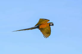 Imagem gratuita: papagaio arara azul, céu azul, voo, vida selvagem ...