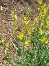 Image result for Antopetitia abyssinica