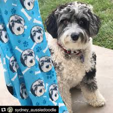 We did not find results for: The Ultimate Dog Lover S Holiday Gift Guide 2017 Calgary Pet Dog And Equine Photographer