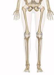 Bone surfaces at synovial joints are protected by a coating of articular cartilage. Bones Of The Leg And Foot Interactive Anatomy Guide