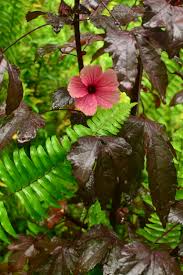 Image result for Hibiscus acetosella