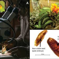 Image result for Calyptrochilum