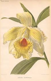 Image result for Urochloa xantholeuca