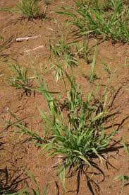 Download soft brome grass growing 4k stock video by meshgrid. Silver Falls Seed Company Brome Alaska