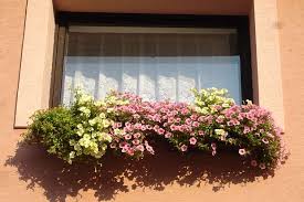 Image result for foto petúnie