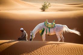 Chances are you've seen the geico insurance commercial starring a camel. A Prayer For Peace Photo By Glenn Jacobs National Geographic Your Shot Horses Desert Sunrise Arabian Horse