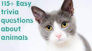Despite their reputation for being dominant and independent, cats have effortlessly made their way into the hearts of many humans. 119 Easy Trivia Questions About Animals