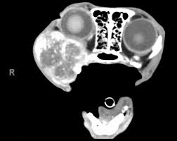 Some mouth cancers show up as visible lumps. A Review Of Feline Oral Squamous Cell Carcinoma