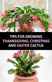 You can make soap on any type of hob gas, electric, induction or aga in a stainless steel saucepan. 220 Indoorplants Ideas In 2021 Plants Plant Care House Plants