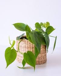 Heart leaf philodendron house plant questions or problems? Couqp61hgwyvcm