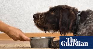 Experiment with different textures and seasonings to create your own favorite recipes. Pet Food Is An Environmental Disaster Are Vegan Dogs The Answer Vegetarianism The Guardian