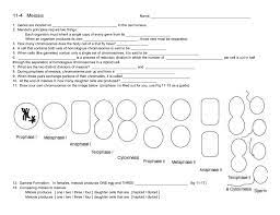 Mitosis results in the production of two genetically identical diploid cells, whereas meiosis produces four genetically different haploid cells. 11 4 Meiosis The Biology Corner